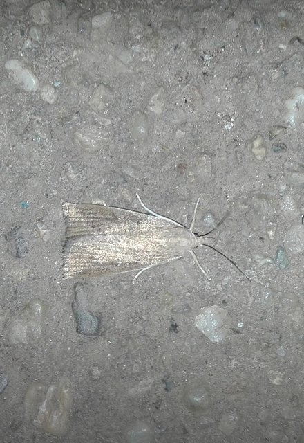 Calamotropha paludella - barna nádlevélmoly
