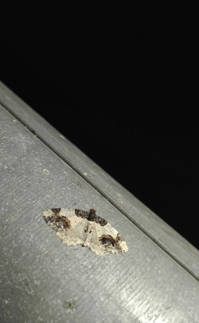 Ligdia adustata - barna levélaraszoló
