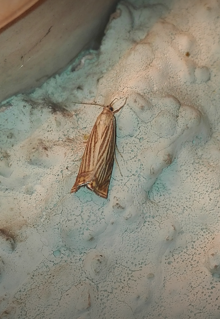 Chrysoteuchia culmella - kerti fűgyökérmoly
