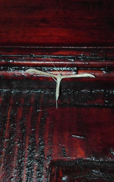 Pterophoridae - tollasmolyfélék
