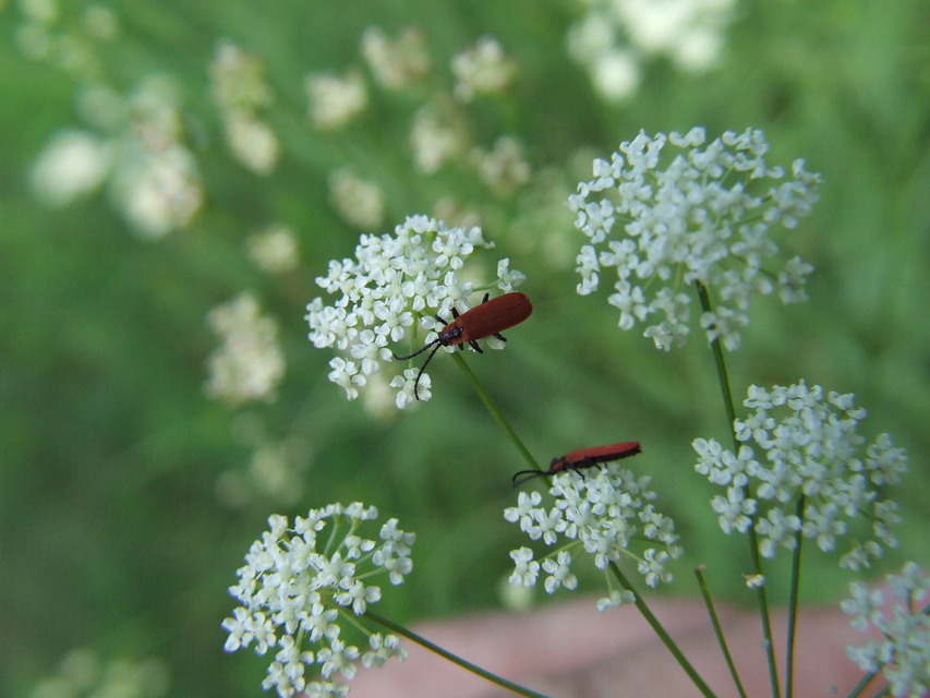 Lygistopterus sanguineus - vérbogár
