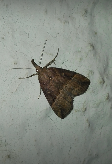 Hypena rostralis - közönséges karcsúbagoly