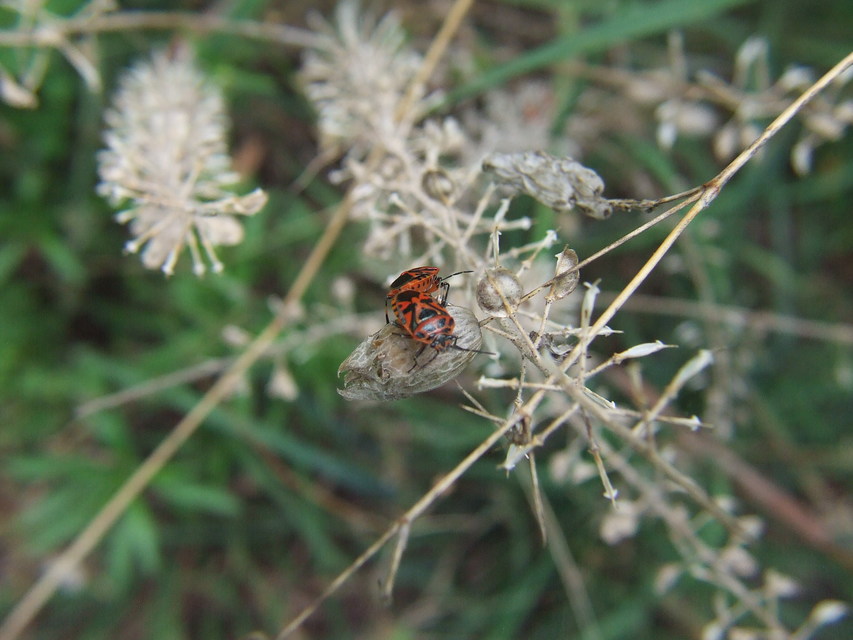 Eurydema ornata - díszespoloska Eurydema ornata - díszespoloska