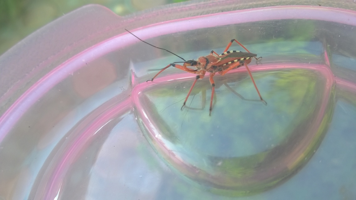 Rhynocoris iracundus - közönséges gyilkospoloska