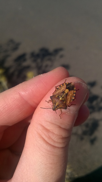 Carpocoris Carpocoris
