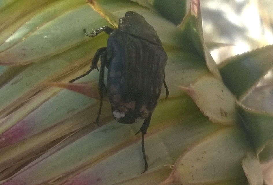 Oxythyrea cinctella