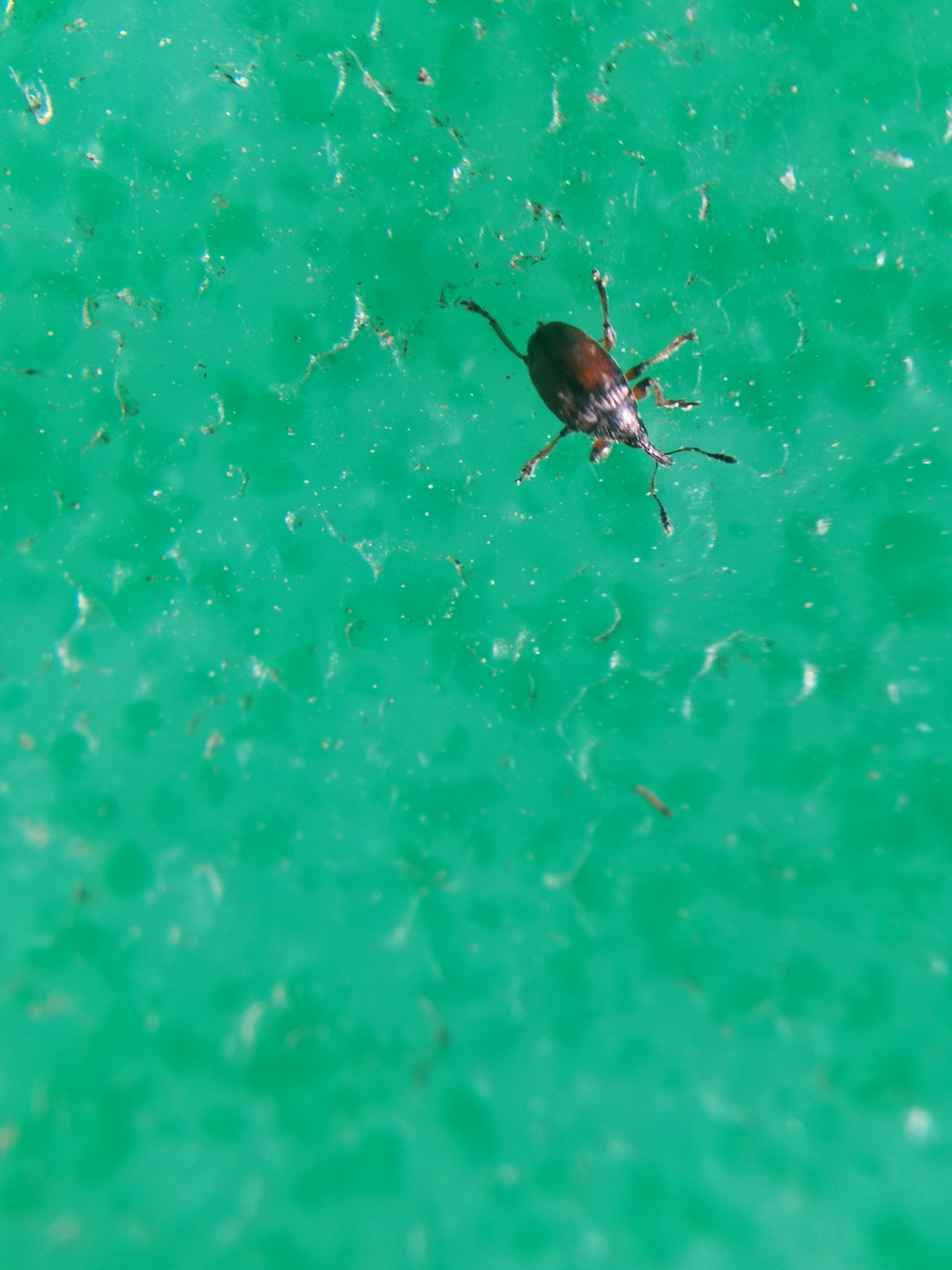 Nanophyes marmoratus - simacombú füzényormányos