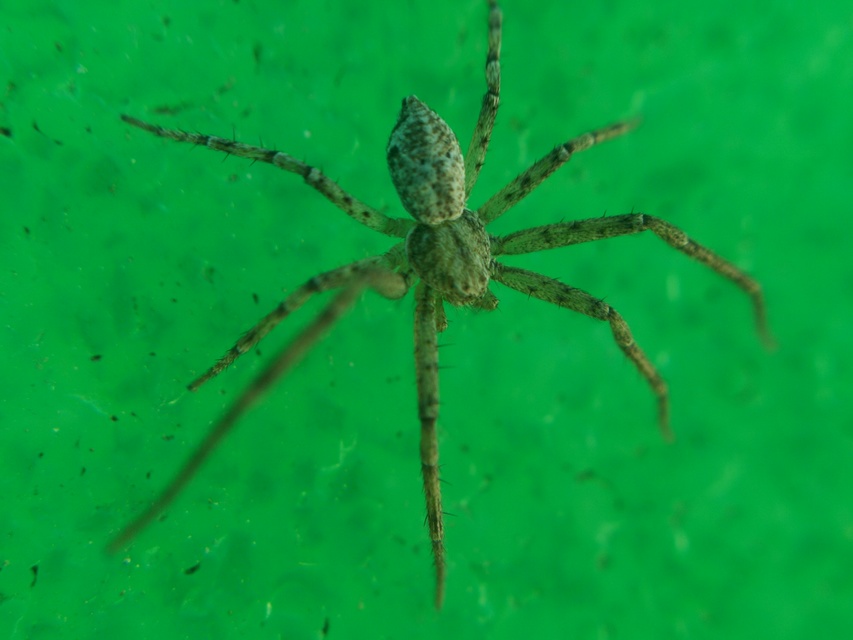 Philodromus