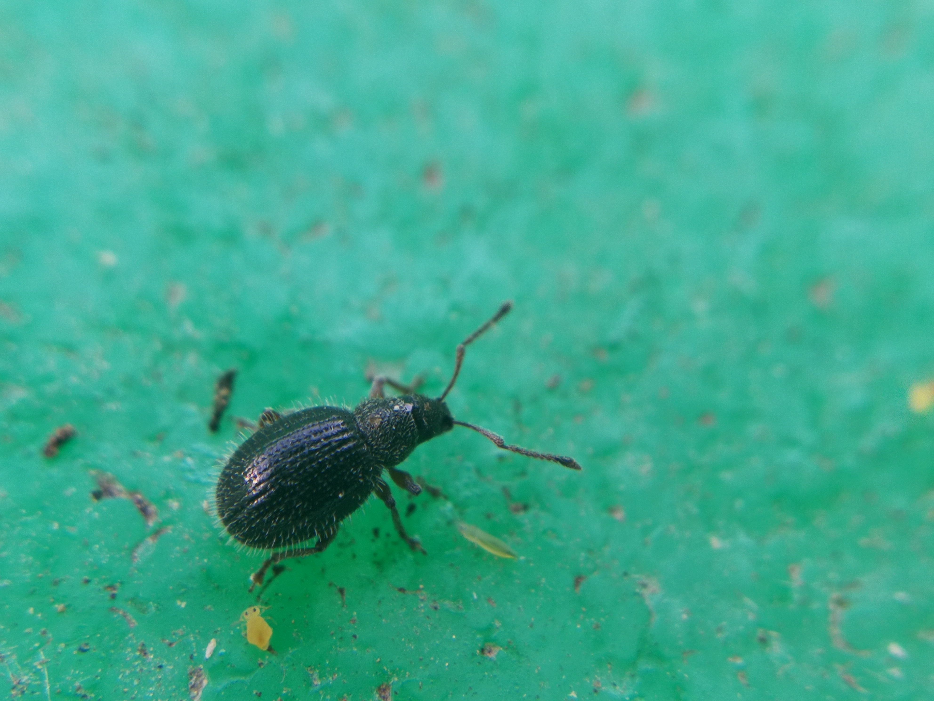 Argoptochus vindobonensis - bécskörnyéki árgusbarkó