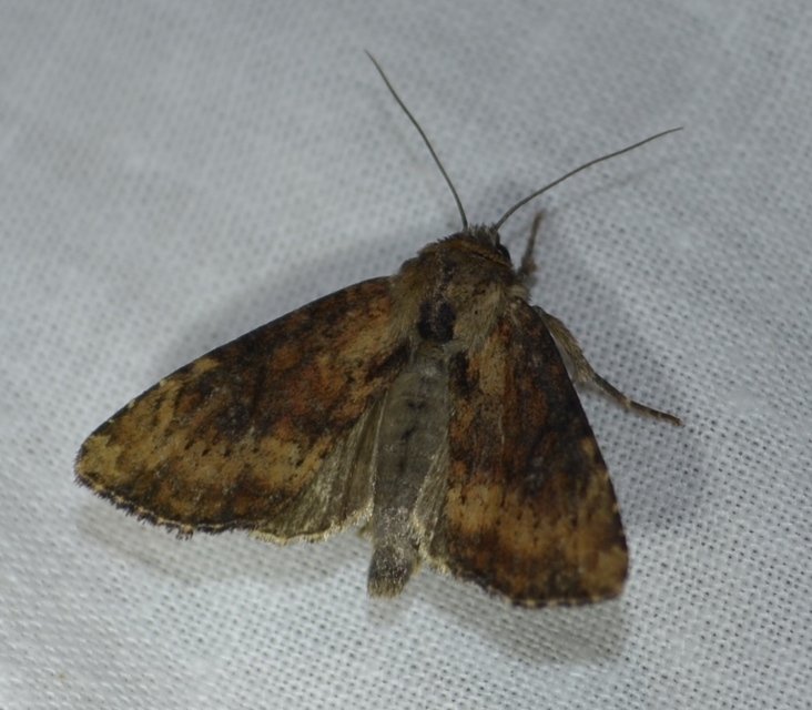 Loscopia scolopacina - csinos dudvabagoly