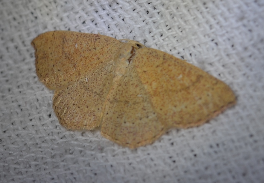 Cyclophora ruficiliaria - vörösrojtú pettyesaraszoló