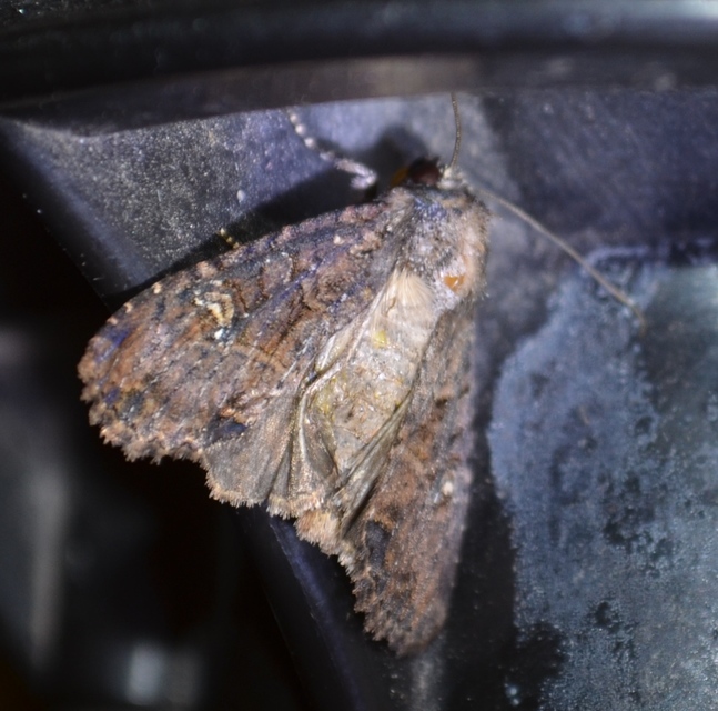 Mesapamea secalella/secalis
