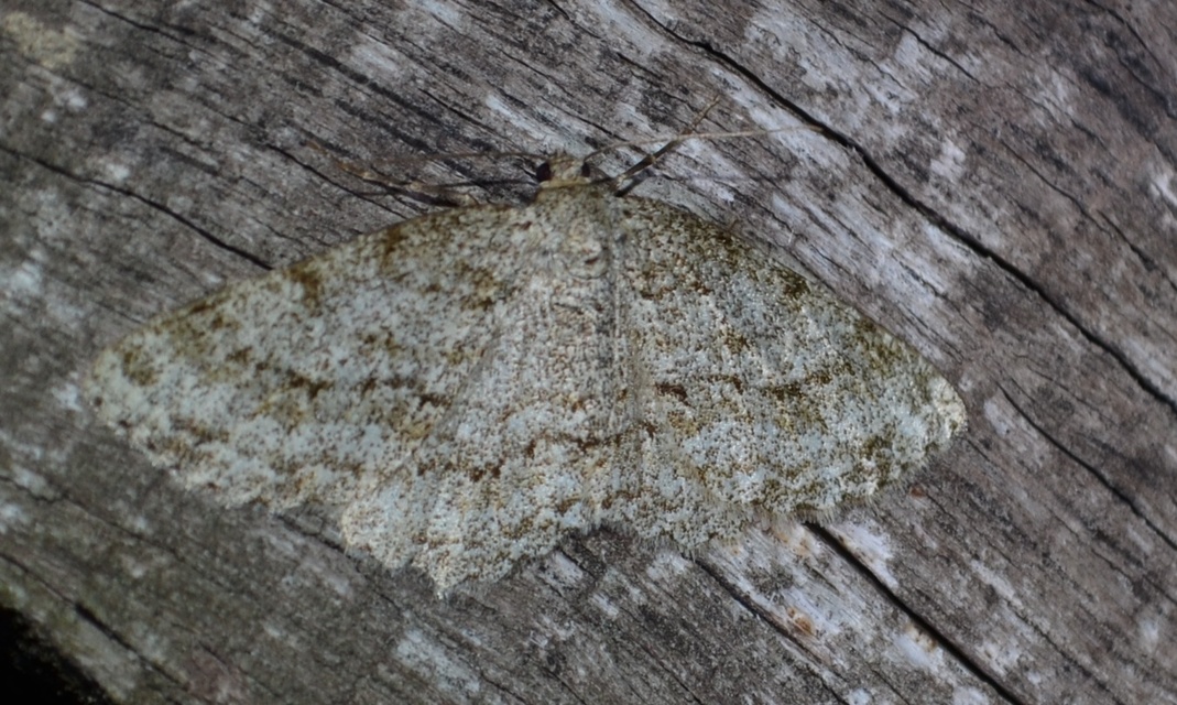 Ectropis crepuscularia - avararaszoló