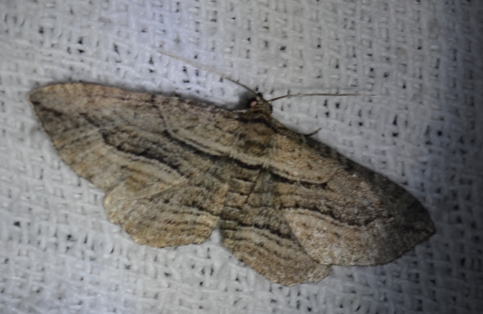 Horisme corticata - barna iszalagaraszoló