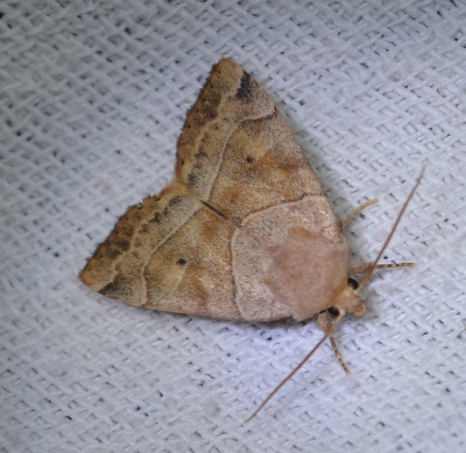 Cosmia trapezina - közönséges lombbagoly