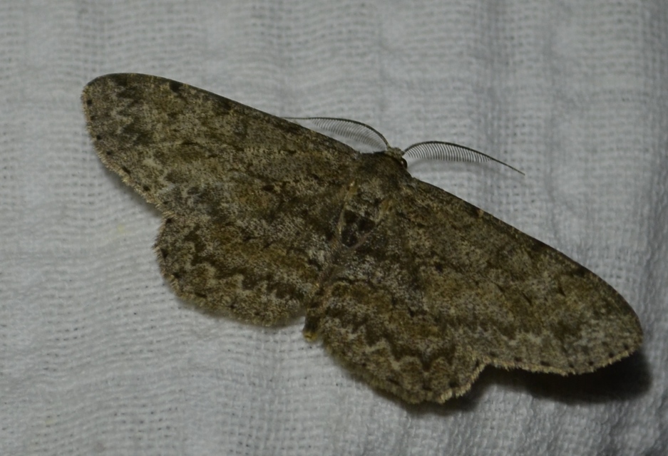 Hypomecis punctinalis - pettyes faaraszoló