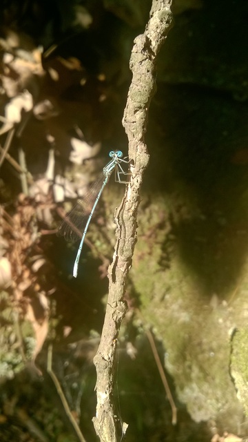 Platycnemis
