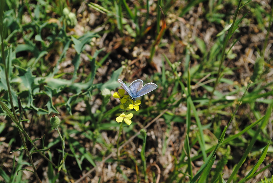 Polyommatus icarus - közönséges boglárka