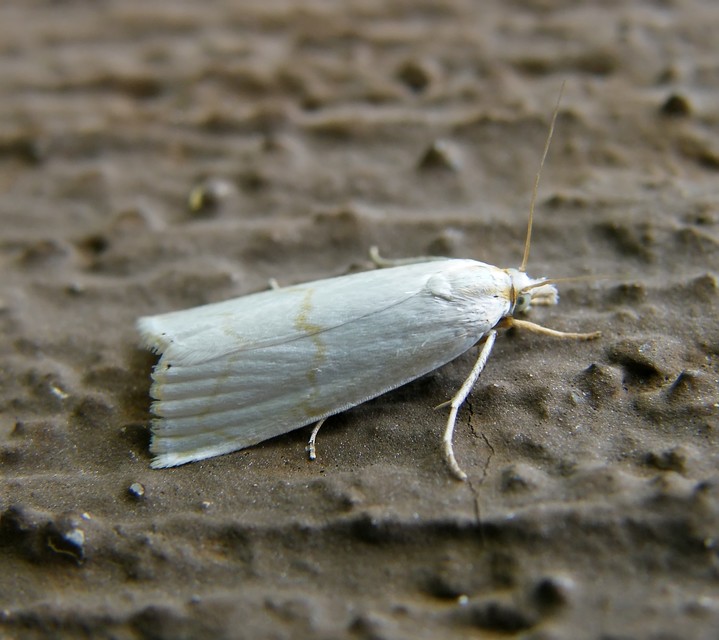 Calamotropha aureliellus - aranyszínű nádlevélmoly