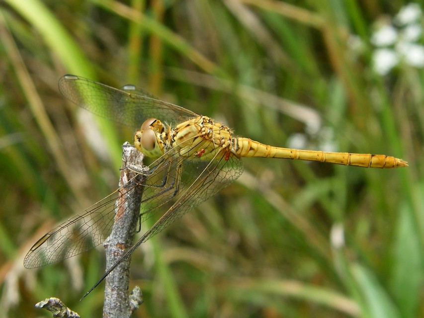 Sympetrum meridionale - fakó katona-szitakötő