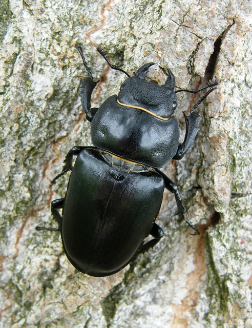 Lucanus cervus - nagy szarvasbogár