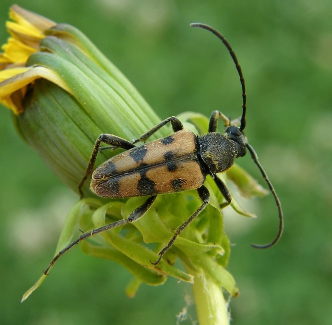 Pachytodes erraticus - rajzos virágcincér