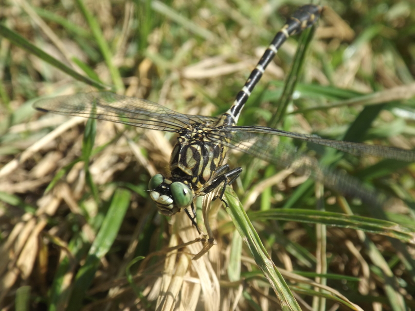 Onychogomphus forcipatus - gyűrűs folyami-szitakötő