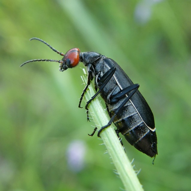 Epicauta rufidorsum - hollóbogár