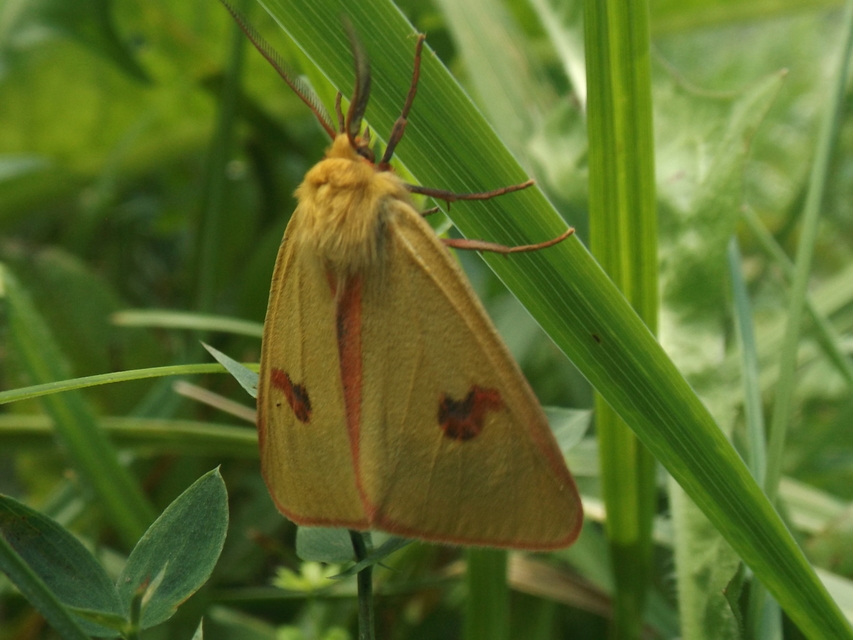 Diacrisia sannio - vörösszélű medvelepke