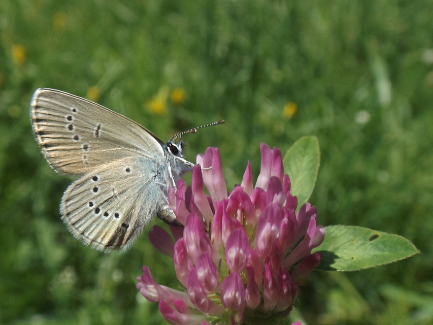 Cyaniris semiargus - aprószemes boglárka