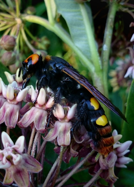 Megascolia maculata - óriás-tőrösdarázs