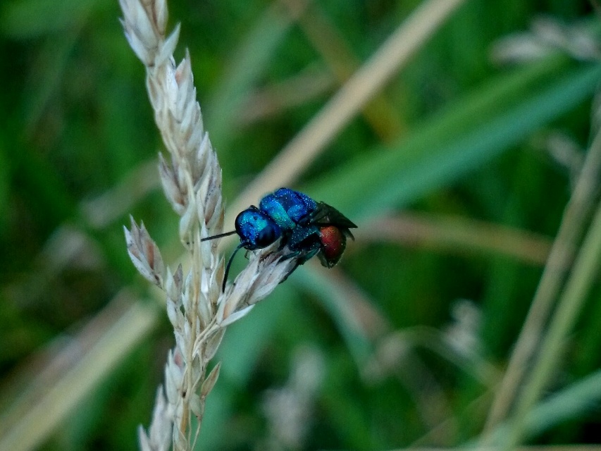 Chrysididae - fémdarazsak