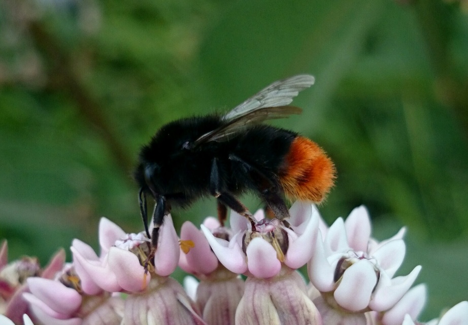 Bombus lapidarius - kövi poszméh