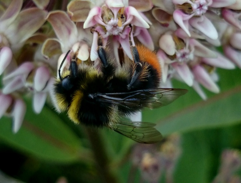 Bombus lapidarius - kövi poszméh