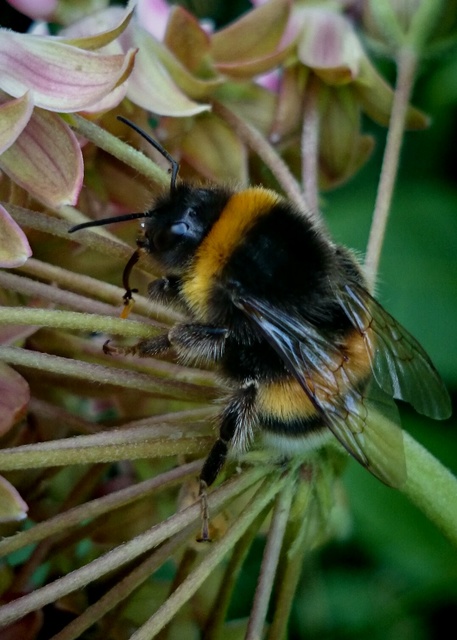 Bombus terrestris/lucorum