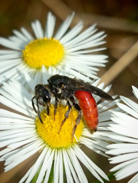 Sphecodes