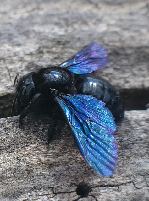 Xylocopa valga - gyakori fadongó