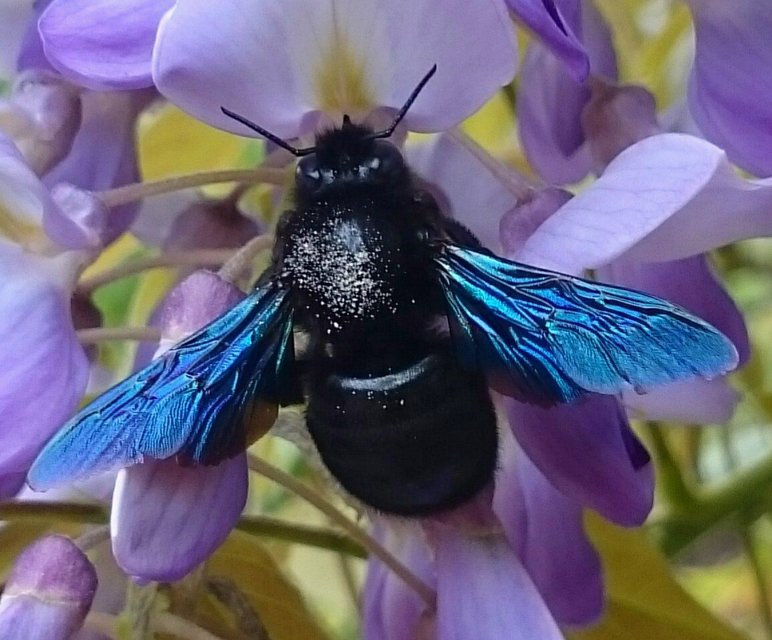 Xylocopa violacea - kék fadongó