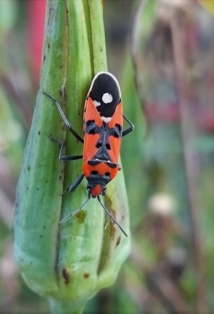 Lygaeus equestris - közönséges lovagbodobács