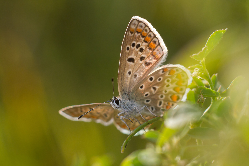 Polyommatus icarus - közönséges boglárka