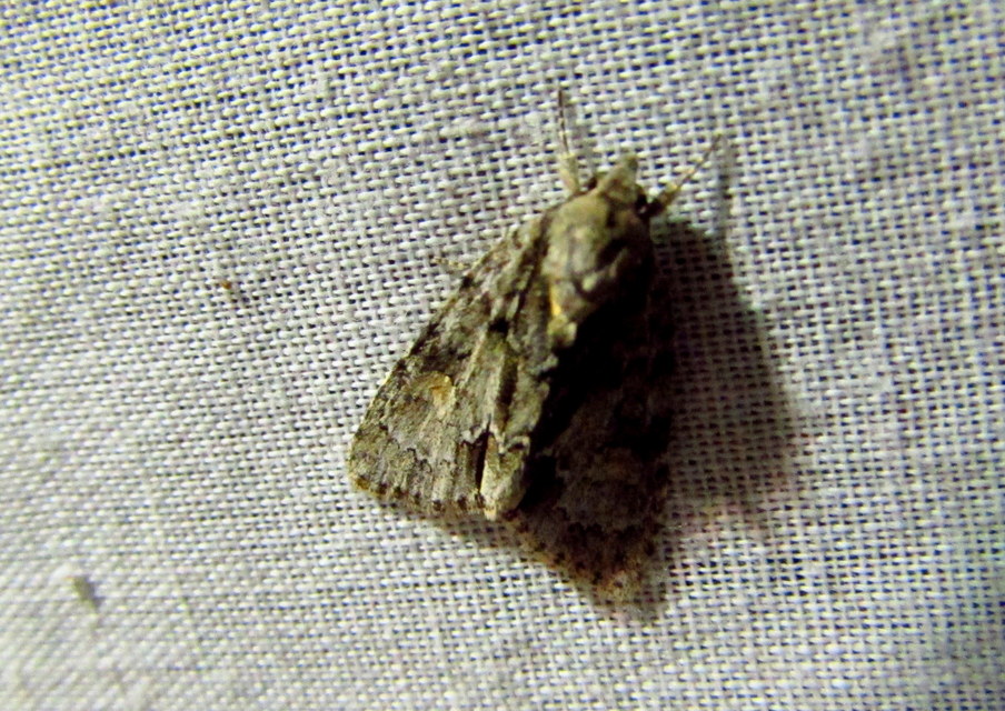 Acronicta strigosa - kis szigonyosbagoly