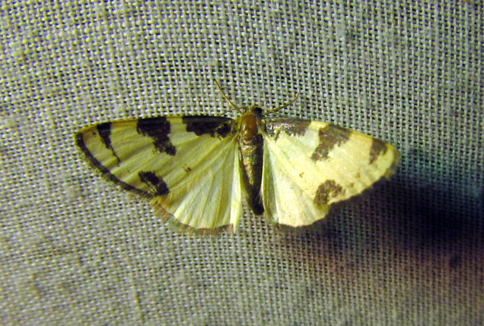 Lomaspilis marginata - szegélyes nyárfaaraszoló