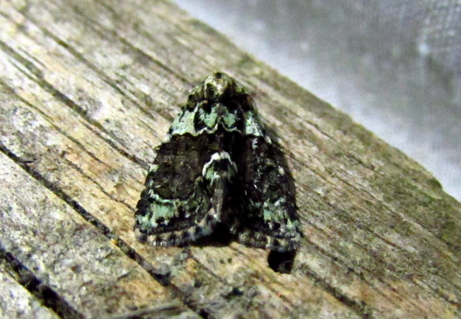 Cryphia algae - sárgászöld zuzmóbagoly