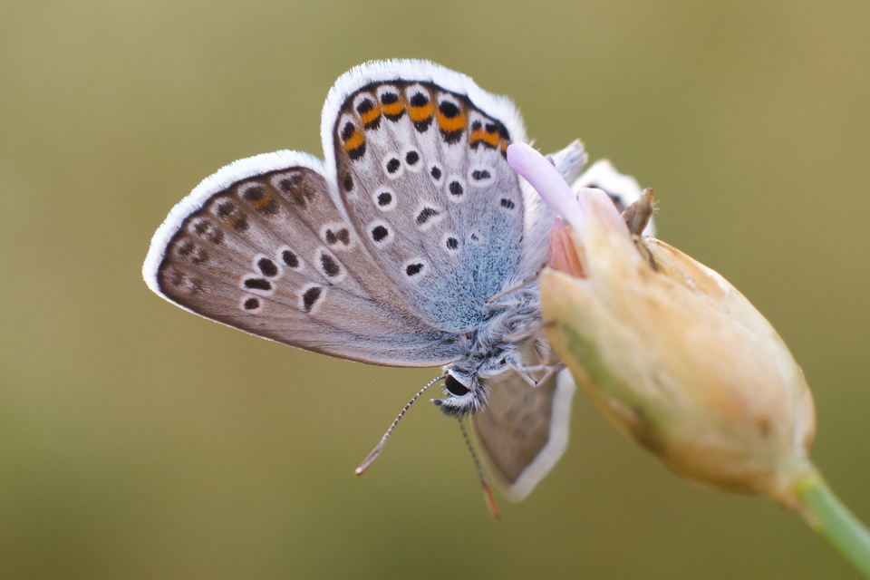 Plebejus argus - ezüstös boglárka