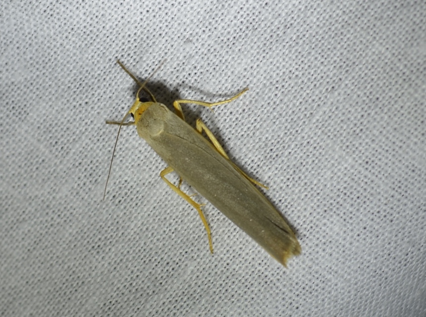 Eilema