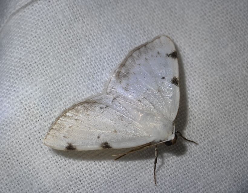 Lomographa bimaculata - kétpontos fehéraraszoló