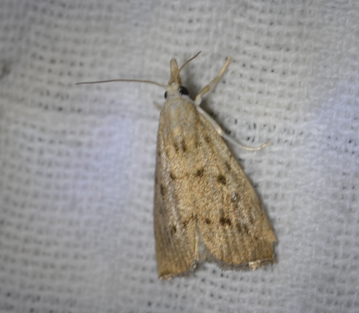 Calamotropha paludella - barna nádlevélmoly