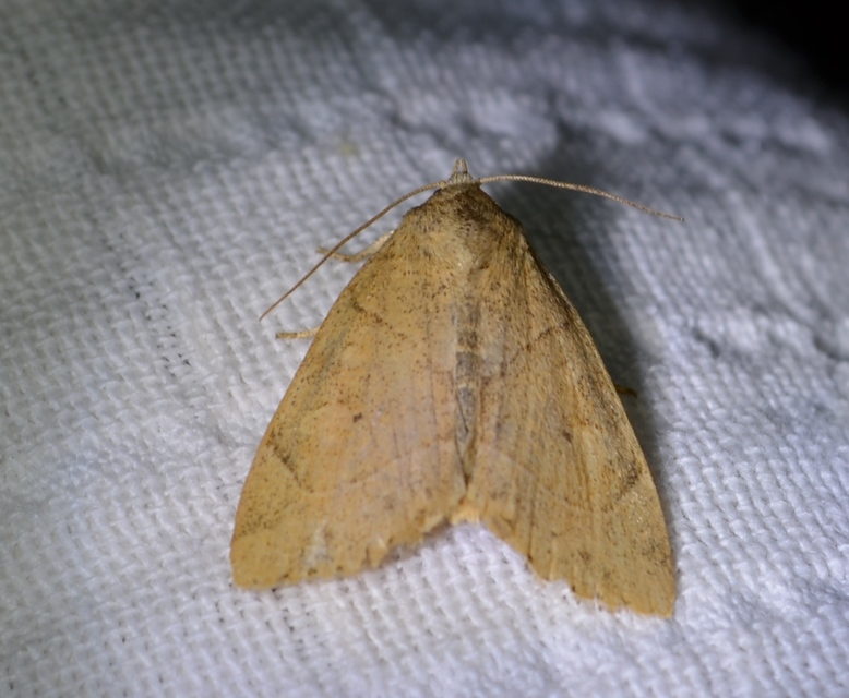 Cosmia trapezina - közönséges lombbagoly