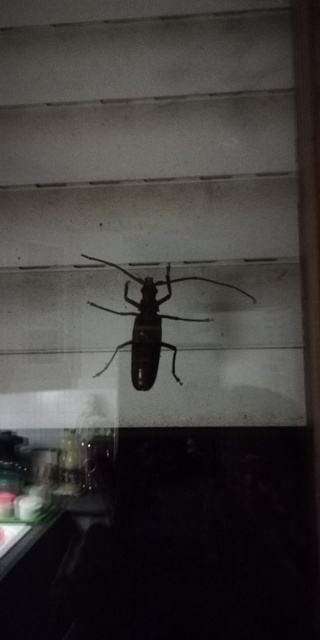 Aegosoma scabricorne - diófacincér