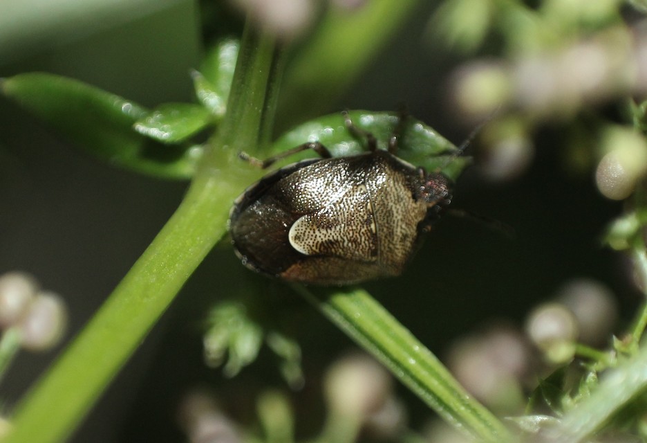 Rubiconia intermedia - bronzos címerespoloska Rubiconia intermedia - bronzos címerespoloska